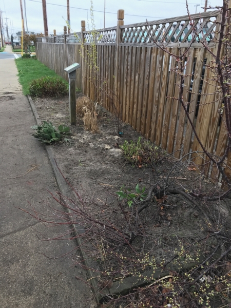 A fence with vibrant greenery grows along its length